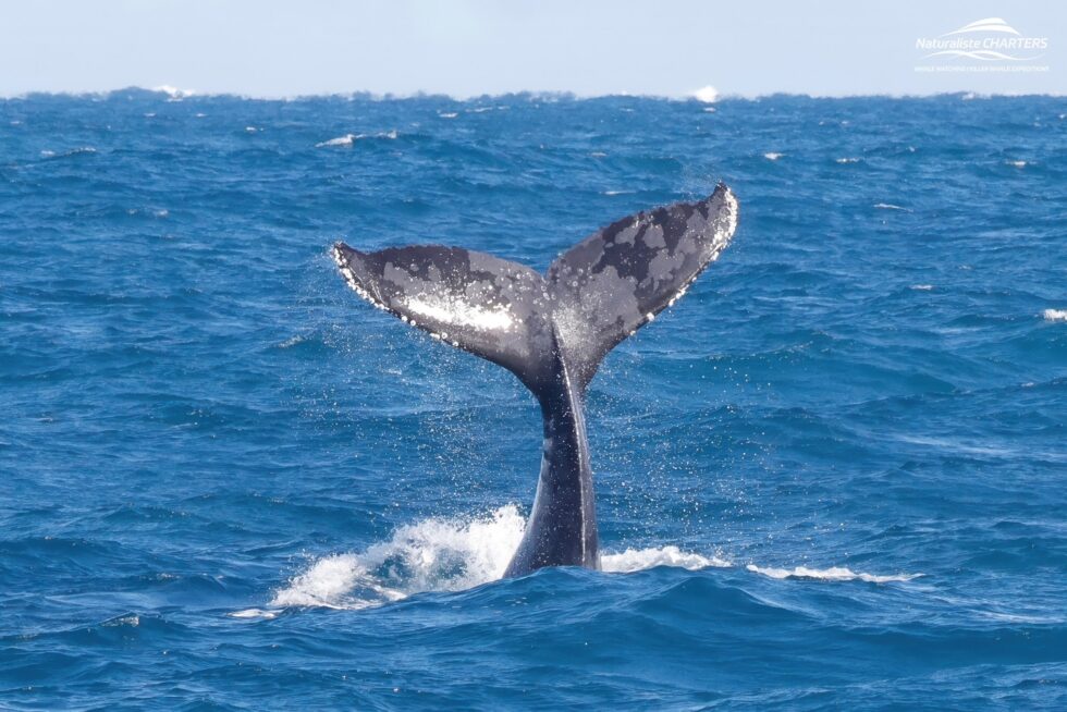 Whale Watching Augusta, WA