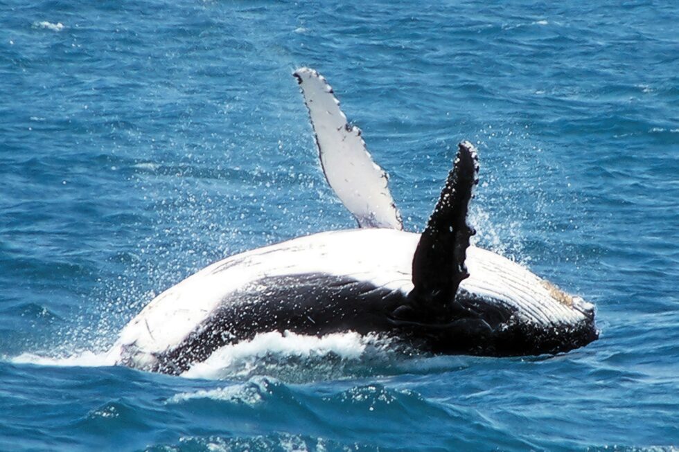 Whale Watching Augusta, WA